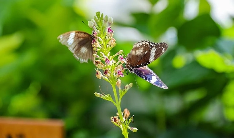 Konya’nın Turizm Yıldızı: Konya Tropikal Kelebek Bahçesi 2025’te 603 bin, toplamda 4 milyon 136 bin 888 ziyaretçiyi ağırladı