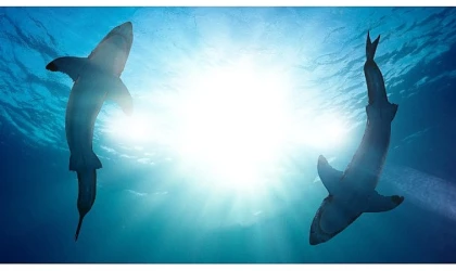 Köpekbalıklarının İnsanlara Neden Saldırdığını Araştıran &apos;Köpekbalığı Saldırıları: 360 Derece’ 4 ve 11 Ağustos Pazar 20.00’de National Geographic WILD Ekranlarında