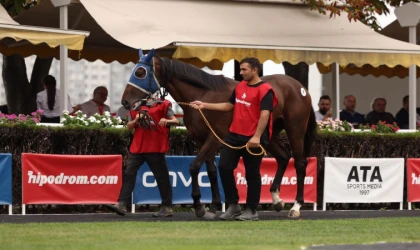 Safkan İngiliz taylar yeni sahiplerine kavuştu