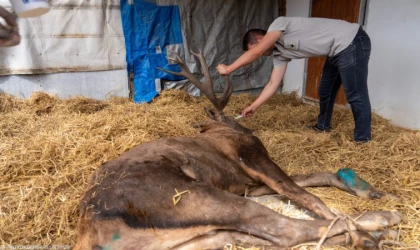 Yaralı geyik İzmir’de tedavi ediliyor