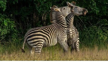 “Nehirde Yaşam Mücadelesi” 2 Ağustos Cumartesi 20.00’de National Geographic WILD Ekranlarında İzleyicilerle Buluşuyor!