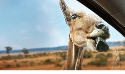 "Vahşi Türden Yakınlaşmalar" 3 Eylül Çarşamba 20.00’de NatGeo WILD'da