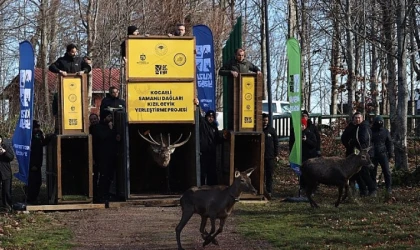 8 kızıl geyik daha Kuzuyayla’da doğaya salındı