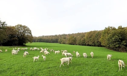 Süt otu desteği meraları berekete kavuşturdu