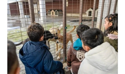 86 bin tedavi, 13 bin kısırlaştırma