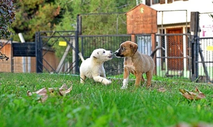 Osmangazi Belediyesi Can Dostların Umudu Oluyor