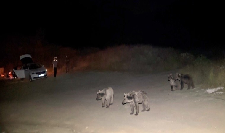 Piknik sofrasına misafir olmak isteyen boz ayıları sopalarla kovaladılar