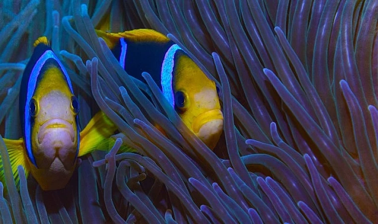 “Cenneti Korumak: Niue’nin Hikayesi” 11 Haziran Salı 20.00’de National Geographic Ekranlarında!