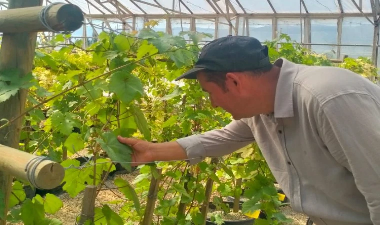 Tokat’ta dirençli üzüm çeşidi geliştirildi