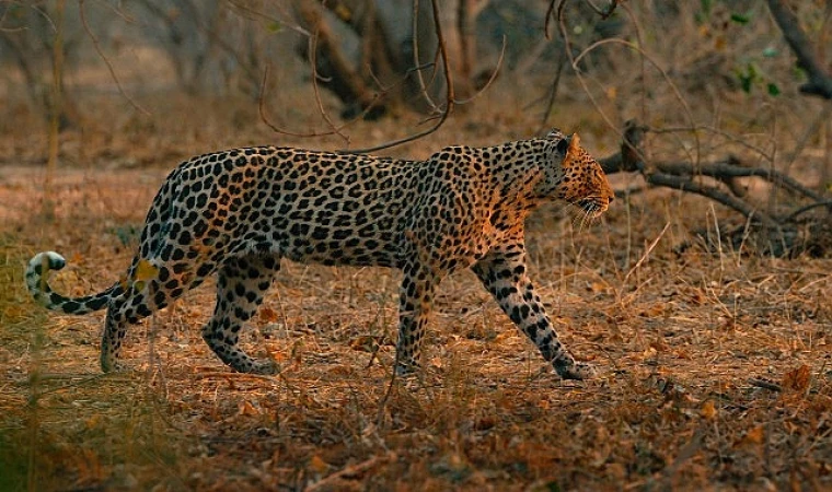 "Leoparların Krallığı" 8 Şubat Pazar Saat 20.00’de NatGeo WILD Ekranlarında!