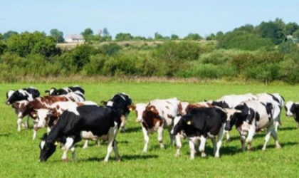 IPARD II programı ile 45 projeye 210,6 milyon TL hibe desteği