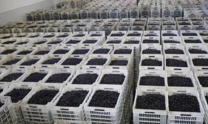 CHP’li vekil Bülbül, zeytin üreticilerinin sesi oldu