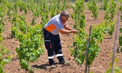 Bergama’nın geleneksel üzümleri yeniden canlanıyor