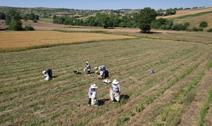 Kocaeli’de kekik hasadı başladı