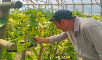 Tokat’ta dirençli üzüm çeşidi geliştirildi