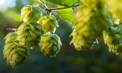 ’Pazaryeri Şebetçi Otu’ AB tescili yolunda