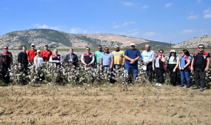 İzmir Torbalı’da teşvikli tarlalarda pamuk hasadı