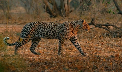 "Leoparların Krallığı" 8 Şubat Pazar Saat 20.00’de NatGeo WILD Ekranlarında!